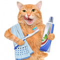 Гигиена и уход для кошек