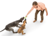SKAMP_JUNGLE-GREEN_TWO-DOGS_TUGGING_100x.png