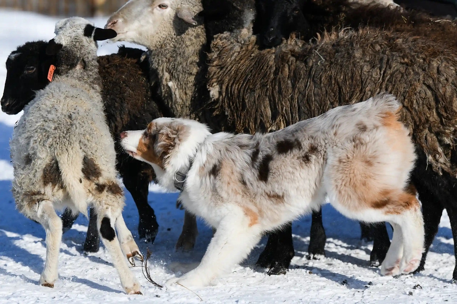 ТАЛИКОС - партнёр тестирования пастушьих собак в школе пастухов "Основной инстинкт"