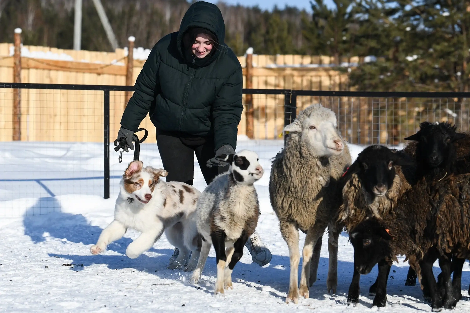 ТАЛИКОС - партнёр тестирования пастушьих собак в школе пастухов "Основной инстинкт"