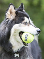Теннисный мяч для собак KONG Air
